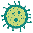 B cell