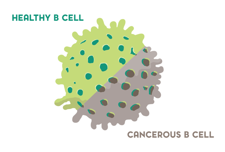 Healthy B cell vs. cancerous B cell